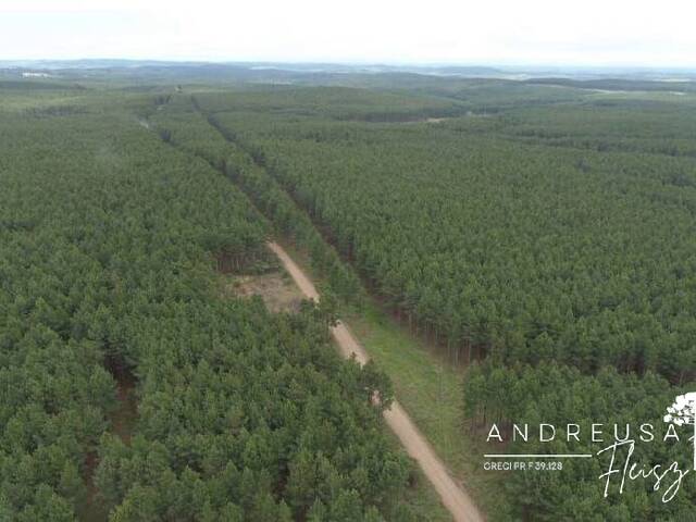 #525 - Floresta de Pinus para Venda em Palmas - PR - 3