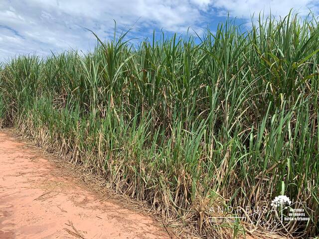 #772 - Fazenda para Venda em Paranavaí - PR - 3