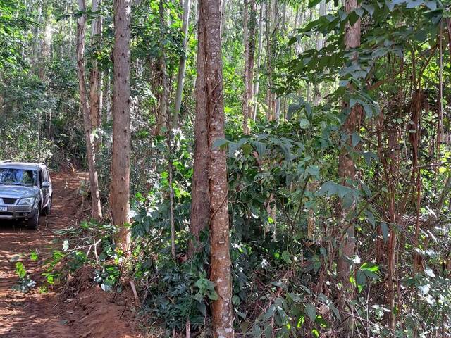 #737 - Floresta de Eucalipto para Venda em Joanópolis - SP - 3